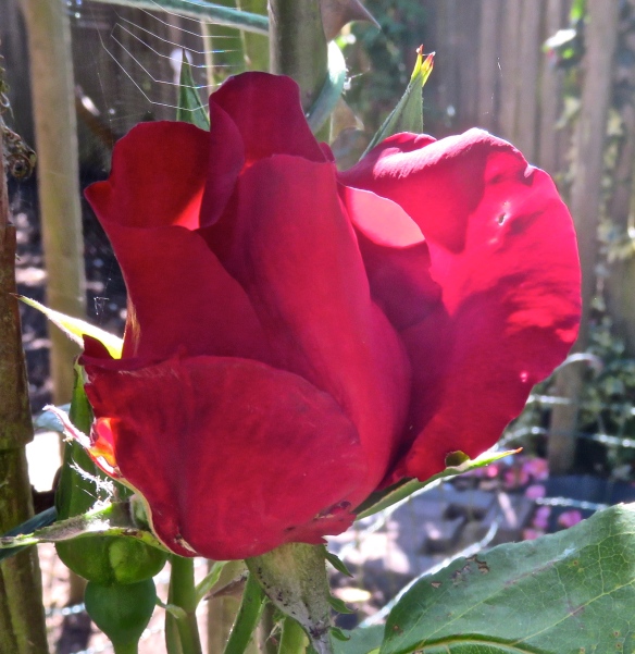 Rose, red climber