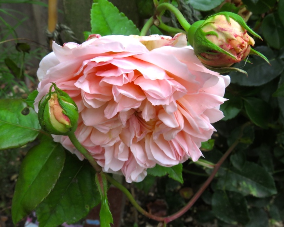 Rose Shropshire Lad