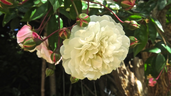 Rose - white rambler