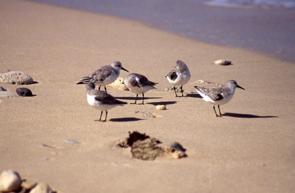 Sandpipers 3
