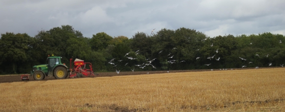Seagulls following tractor 10.12