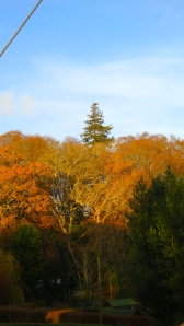 Sequoia from Minstead