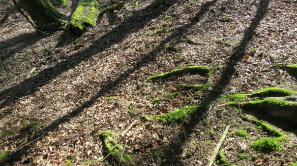 Shadows on forest ground