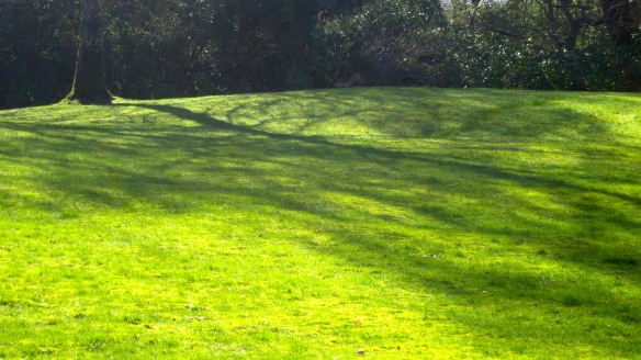 Shadows on lawn