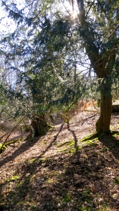 Shadows on wooded slope