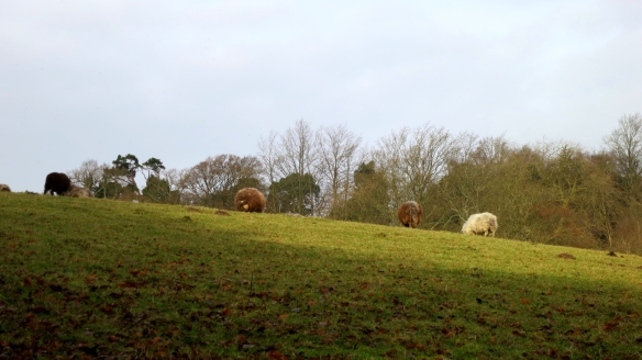 Sheep on hillside 12.12