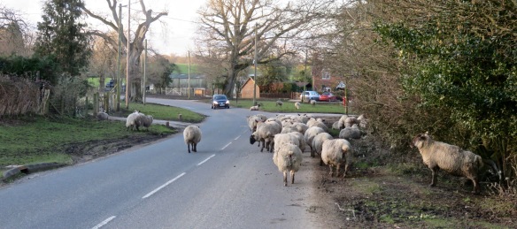 Sheep on road 2