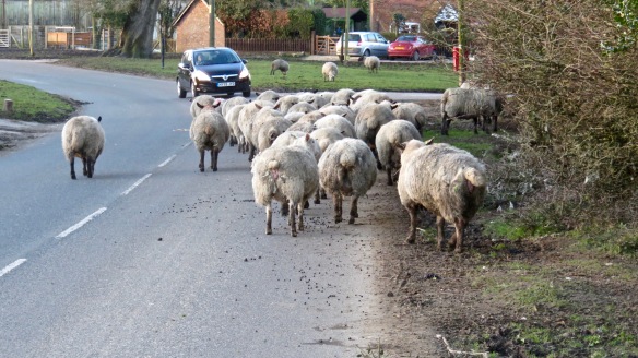 Sheep on road 3