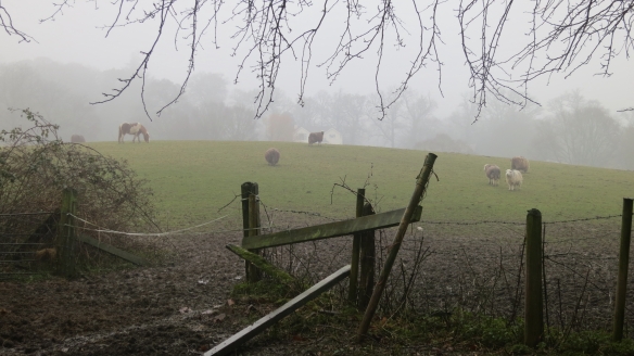 Sheepfield in rain 3.13