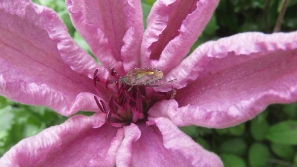 Shield bug on clematis