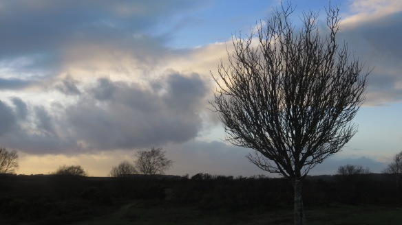Skyscape with tree