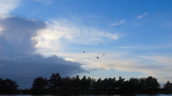 Skyscape with geese