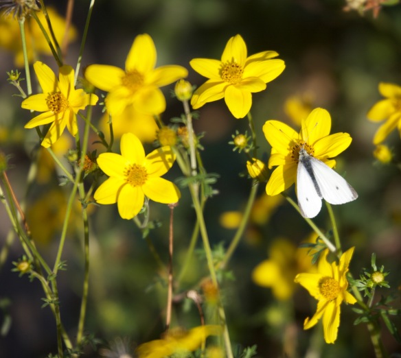 Small white butterfly on bidens