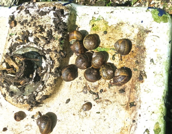 Snails dormintory