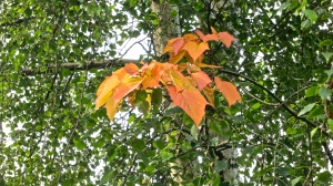 Snake bark maple autumn leaves