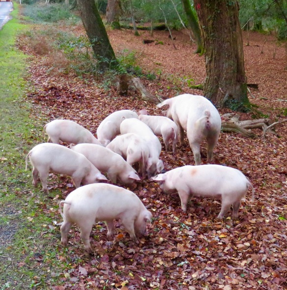 Sow and piglets