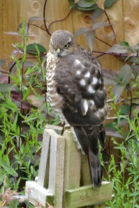 Sparrow Hawk - Female