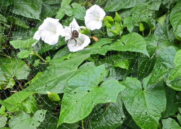 Spider in web