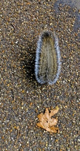 Squirrel's tail