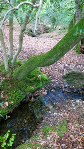 Stream and woodland