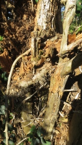 Stump and ivy stems