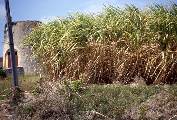 Sugar cane field 5.04