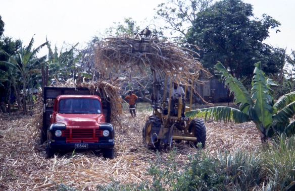 Sugar cane harvest loading 5.04 1