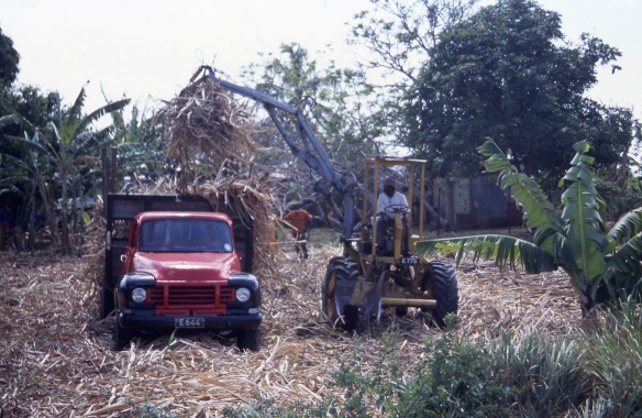 Sugar cane harvest loading 5.04 2