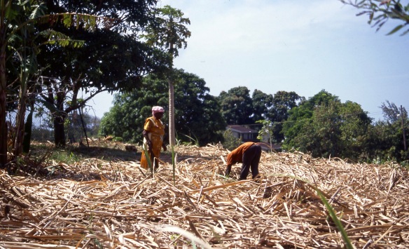 Couple harvesting sugar cane 5.04
