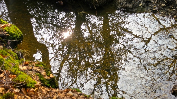 Sun and trees reflected