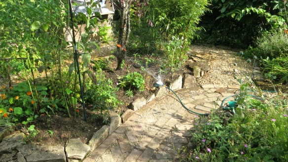 Sunflowers planted, path finished