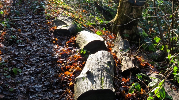 Sunlight on logs and fallen leaves