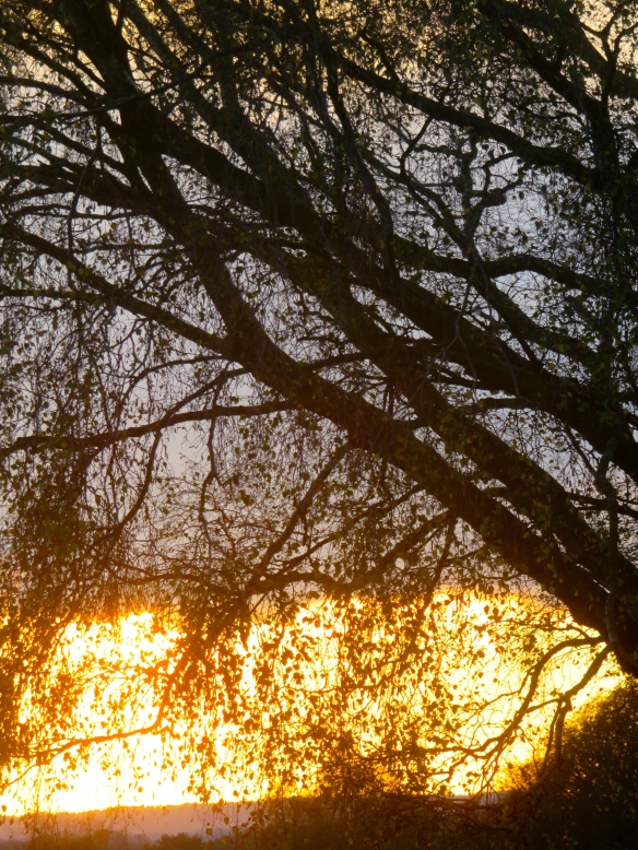 Sunset through birch leaves