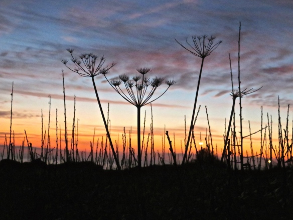 Sunset with cow parsley