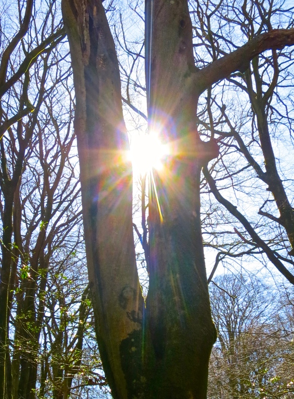 Sunstar through tree - image of young woman