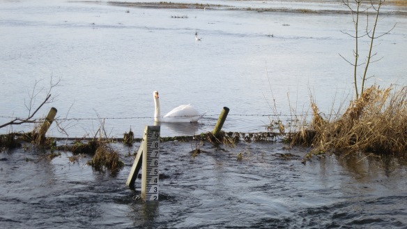 Swan and flood gauge