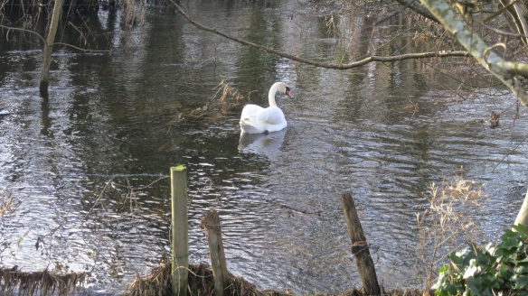 Swan by Avon