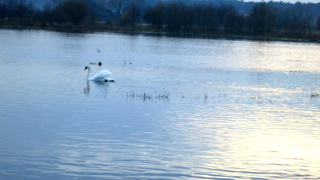 Swan on field, Ringwood 11.12