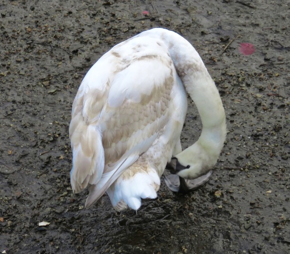 Swan preening