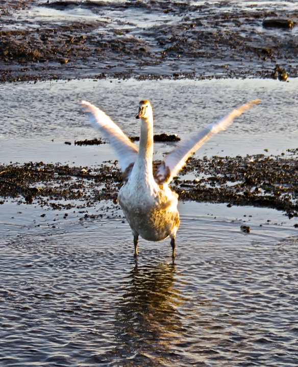 Swan stretching