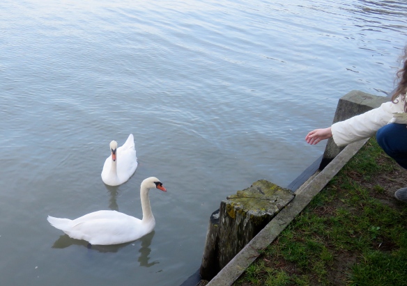 Swans (Flo's hand)