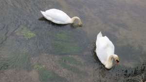 Swans, Mill stream Ringwood 3.13