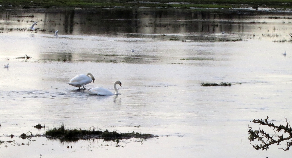 Swans, Ringwood field 12.12