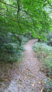 Sweet chestnut path
