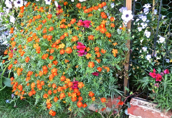 Tagetes and snapdragons