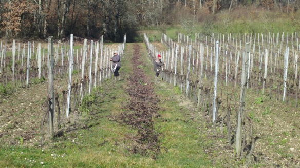 Tending vines