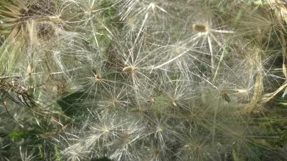 Thistle seeds