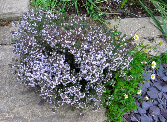 Thyme and erigeron