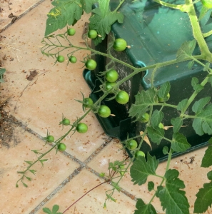 Tomato plant 7.12