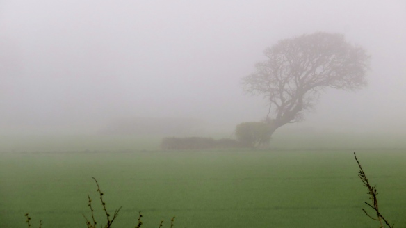 Tree in sea mist 1